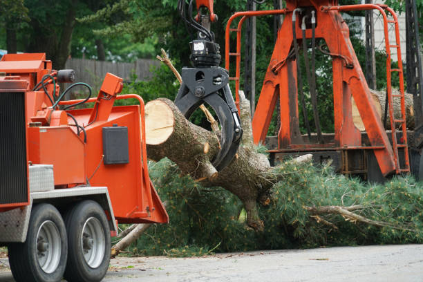 The Steps Involved in Our Tree Care Process in Lakeview, MI